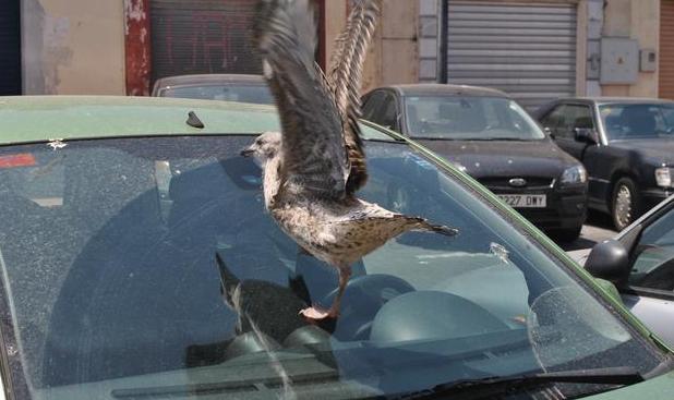 鸟为什么撞汽车（为什么鸟会撞汽车）
